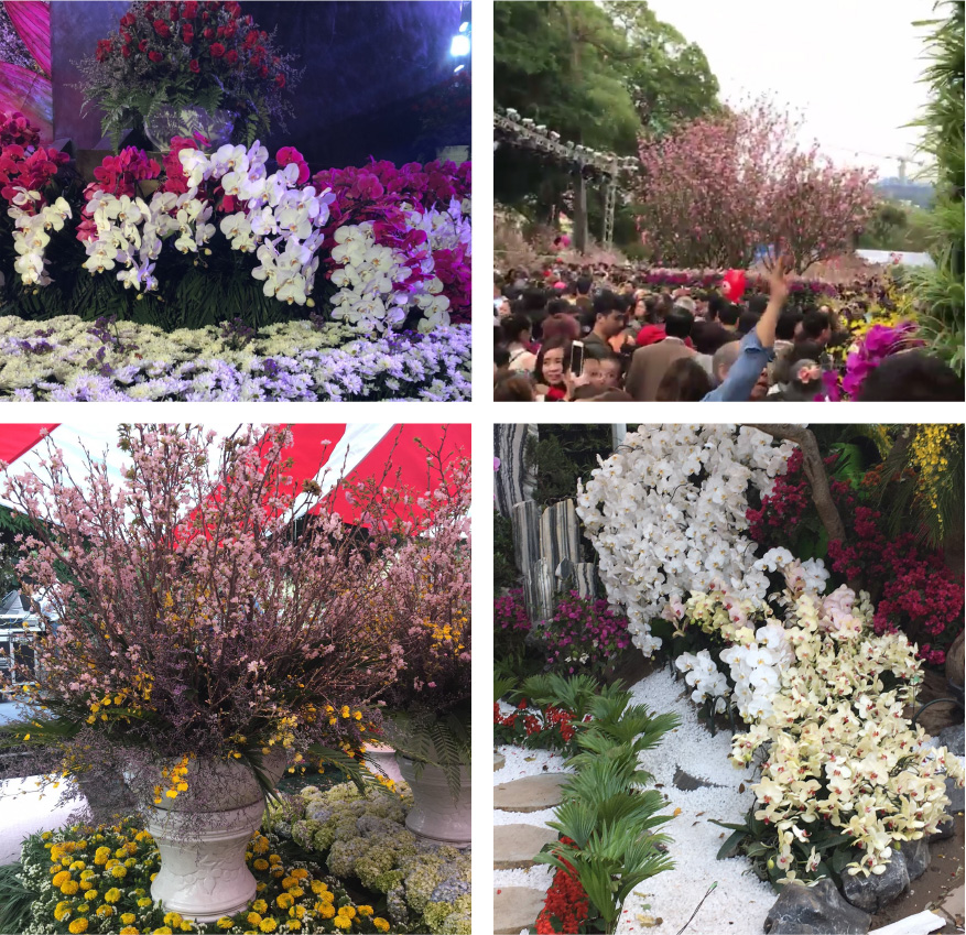 さくら・ベトナムの花・盆栽　展示